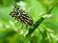 Acontia (Emmelia) trabealis